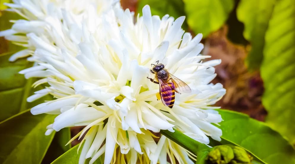 Biodiversity & Value Creation