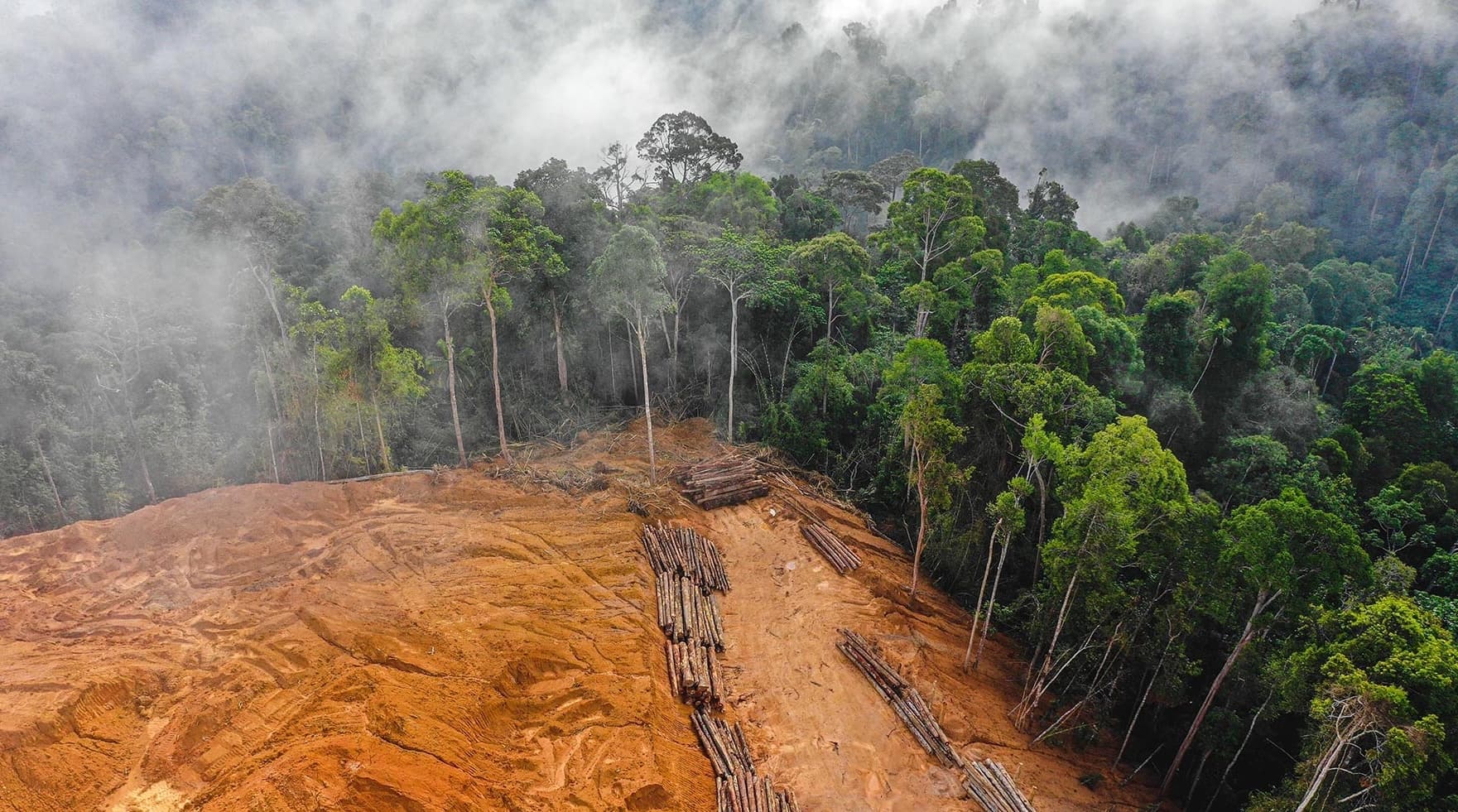 EUDR Compliance & Competitive Advantage